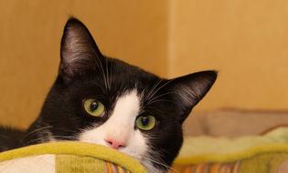 Cat Head Eyes