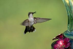 Bird Nature Hummingbird