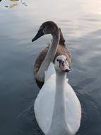 Swans Swan Water