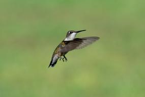 Bird Nature Hummingbird