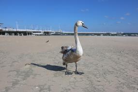 Sopot The Pier Swan