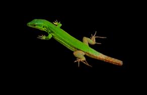 Lizard Reptile Animal