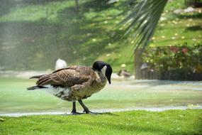 Duck Beak Bird