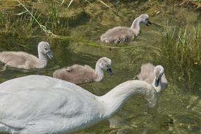 white Swans Family on lake