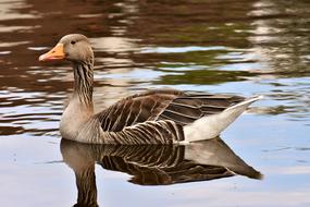 Goose Wild Pond