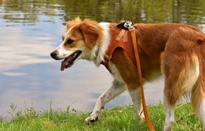 dog walking on a leash near a lake