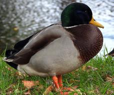 colored duck by the river