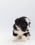 Dog Puppy Doodle