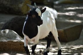 domestic Capra Goat Lamb