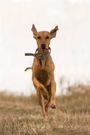 Dog Race Sprint