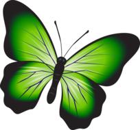 butterfly colorful green insect