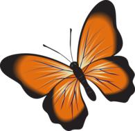butterfly orange clip art insect