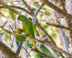 parrot hiding in the branches
