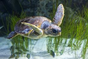 Animal Animals Water