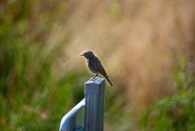 Bird Portrait Nature