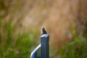 Bird Portrait Nature