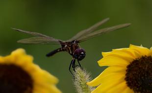 Dragonfly Sunflower Wings