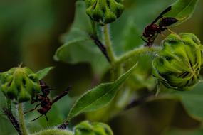 Wasp Insect Sunflower