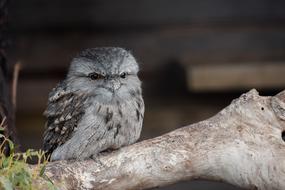 Tawny Frogmouth Chick