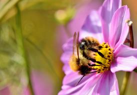 Hummel Insect Blossom