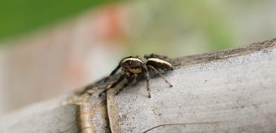 Insect Spider Macro