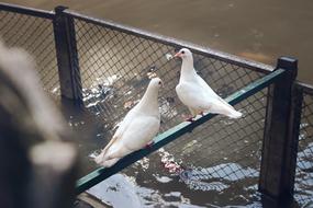 Pigeon Prynne Doves