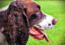 Dog Spaniel Pet