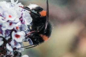 Hummel Bee Wasps