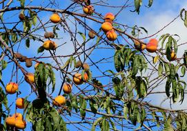 apricot tree in the garden