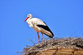 Stork in a nest against the sky
