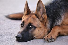German Shepherd Pet Head