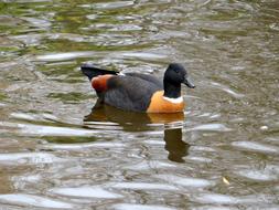 duck swimming in a lake