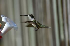 Bird Nature Hummingbird