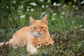 Cat Domestic Animal World