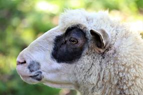 White Sheep Head Animal