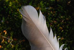 Feather Bird Sweden