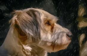 dog looks waiting gray fluffy