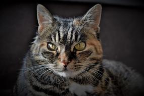 Cat Pet Mackerel