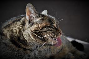 Cat Pet Mackerel