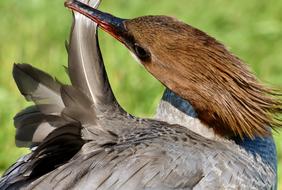 merganser cleans feathers
