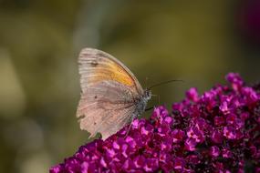 Butterfly Lycaon Edelfalter