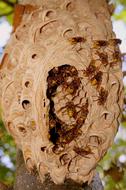 Hornissennest Hornet Einflugloch