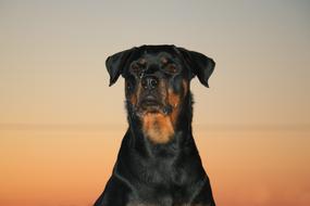 Rottweiler Dog Sunset
