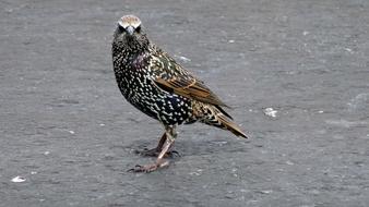 a wild bird looks ahead