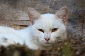 white beautiful cat sleeping