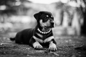 Dog Animal Pet