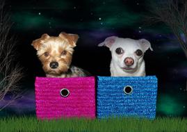 Dogs Yorkshire Terrier Chihuahua