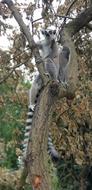 Zoo Lemur Animal