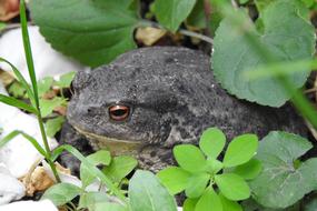 Toad Garden Animal Common