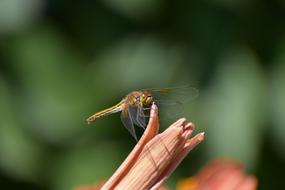 Dragonfly Insect Day-Lily